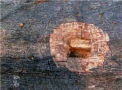 樹(shù)皮