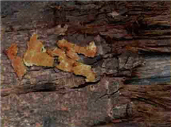 冠瓣木樹(shù)皮