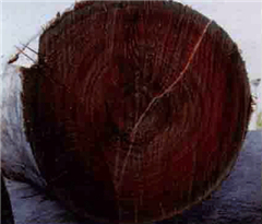 gum橫斷面