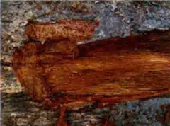 竹節(jié)木樹(shù)皮