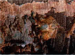 白絲里絲樹皮