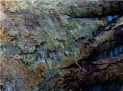 金絲木樹皮