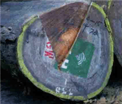 小斑馬木橫斷面