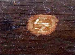 白木樹(shù)皮