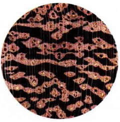 甘藍(lán)豆宏觀構(gòu)造